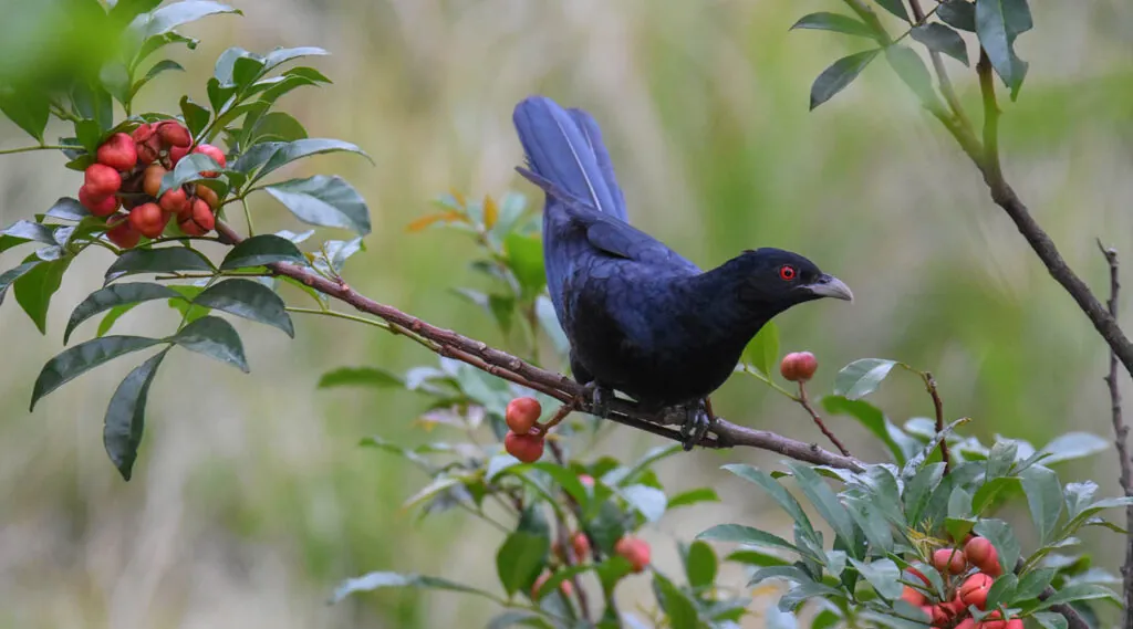 A black male Eastern Koel with a red eye perched in a tree with berries against a blotched green background.