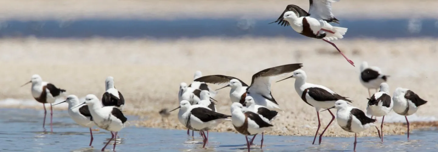 Flock of banded stilt in the shallow waters edge, beach behind. Some in flight, most in the water.