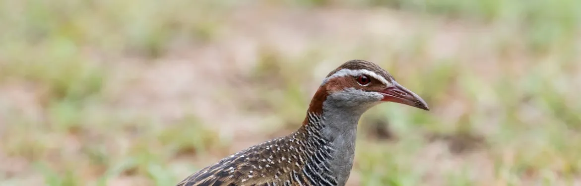 Buff-banded Rail looking and facing right