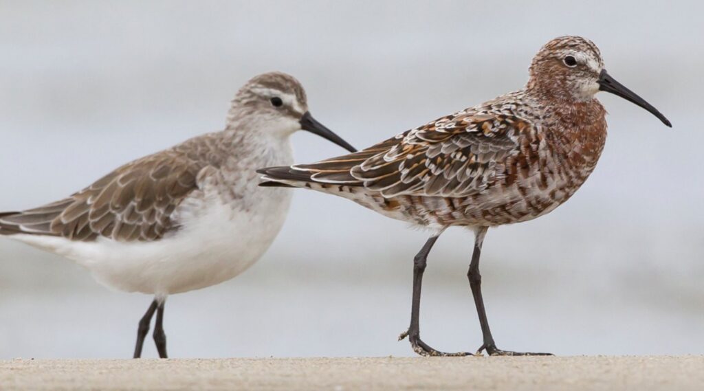 Two Curlew Sandpiper on the sand, facing and looking right. Front bird in breeding plumage.