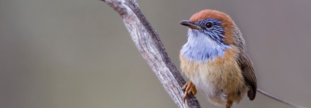 Mallee Emu Wren sitting on a branch looking and facing left