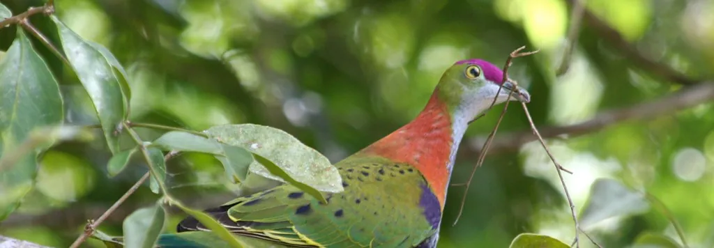 Superb Fruit-dove sitting amongst tree foliage. Looking and facing right