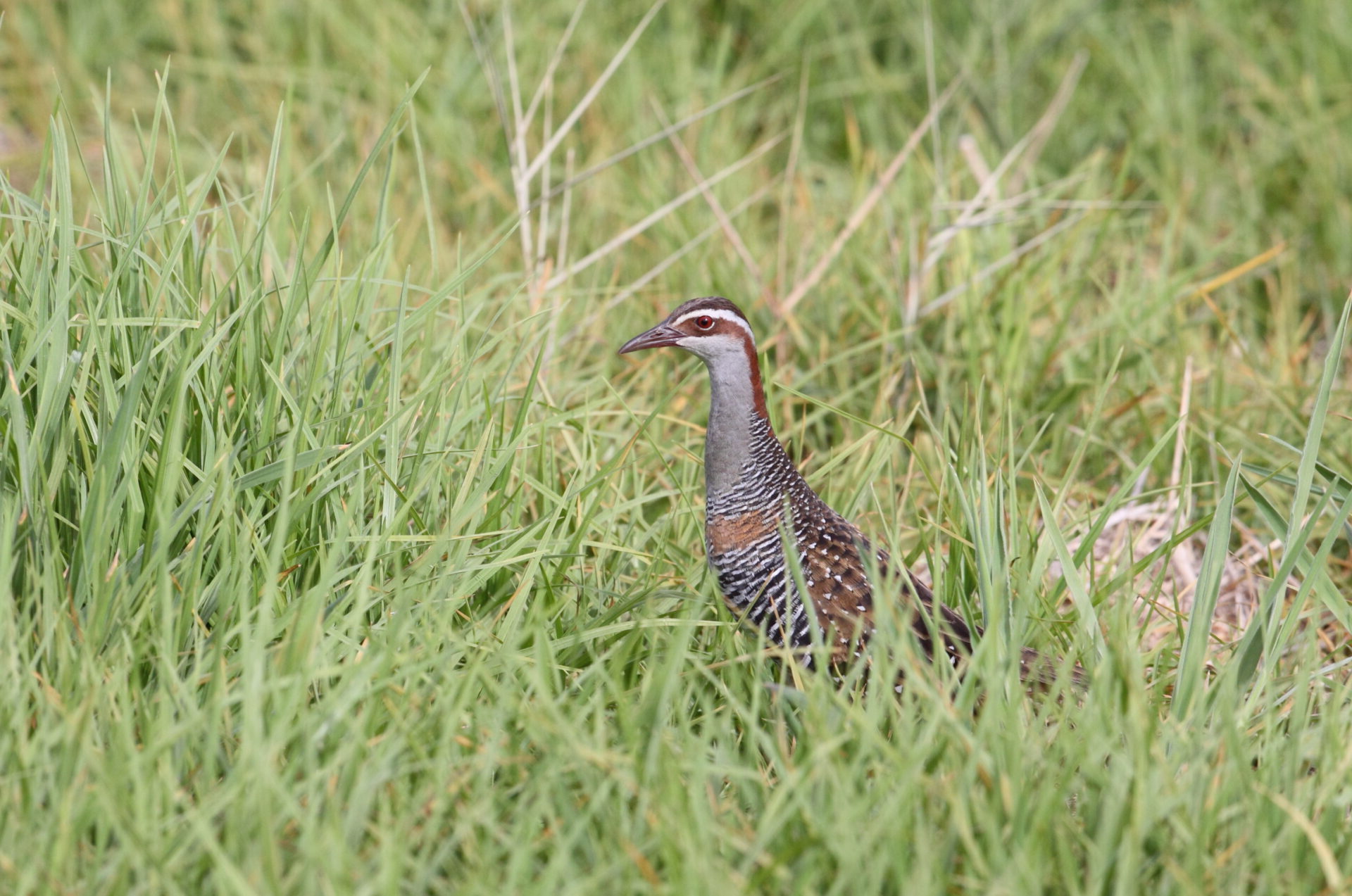 Buff-banded Rail in grass
