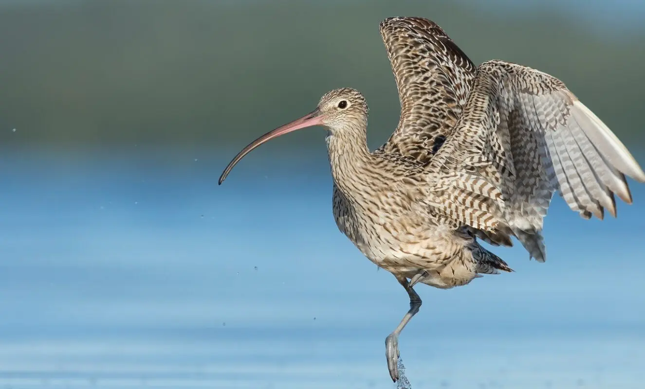 Eastern Curlew standing in the water, about to take off. Wings in an opposite right angle shape, ready for take off. Bird facing and looking left