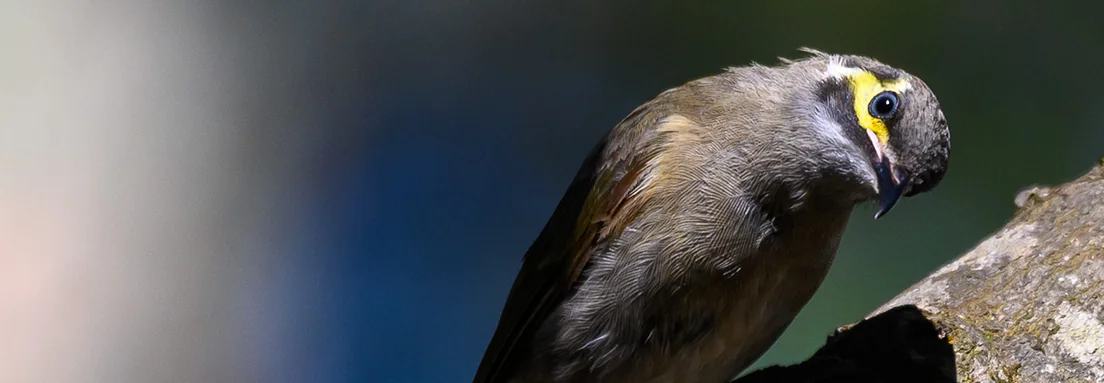 Yellow-faced Honeyeater sitting on a branch, facing forward with its head crocked to the right looking forward