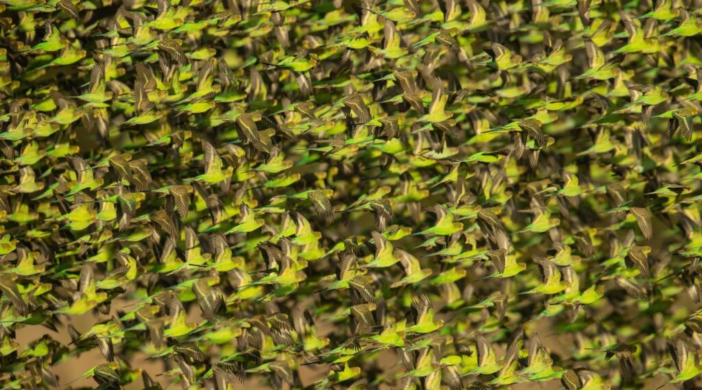 Large dense flock of green and gold budgerigars in flight