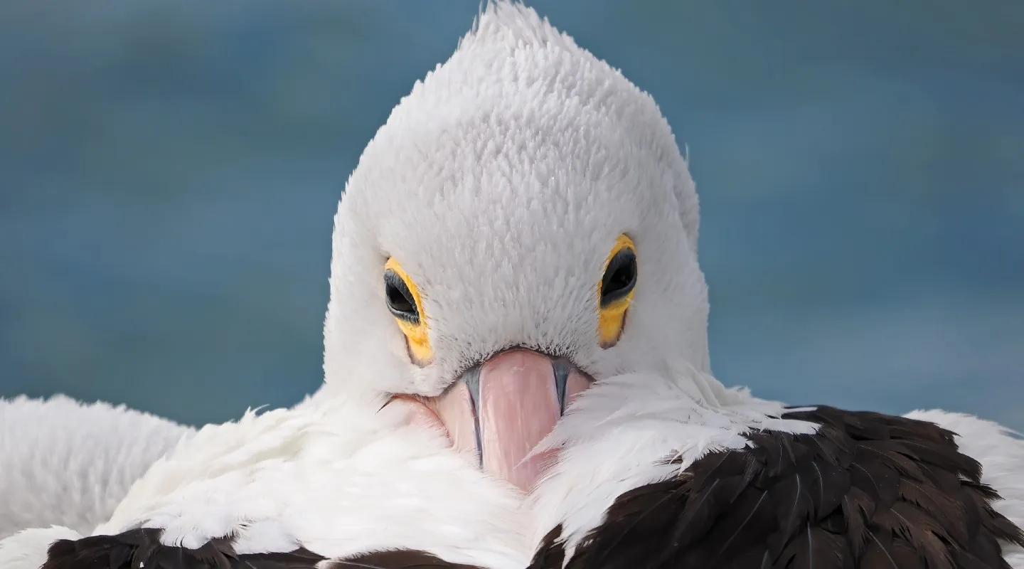 An Australian Pelican resting on the rocks after chasing fish that the dolphins had herded into the canal.