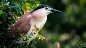 Nankeen Night-Heron looking and facing right emerging from a left side bush
