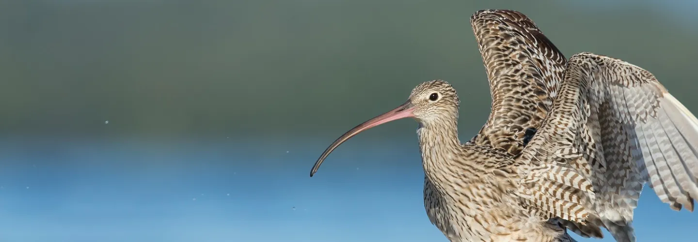 Eastern Curlew standing in the water, about to take off. Wings in an opposite right angle shape, ready for take off. Bird facing and looking left