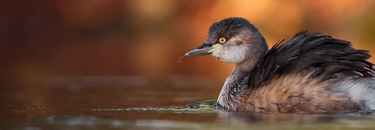 Australasian grebe swimming in a lake, facing and looking left. Orange dappled sunset in the background, water reflection red