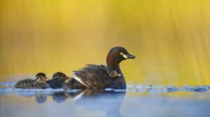 Australasian Grebe swimming in a lake, facing right. Three Grebe chicks in toe, one on the back of the adult grebe tucked into its shoulder, the others swimming behind. The sky is yellow