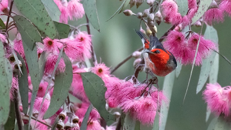 A scarlet Honeyeater hanging from a Eucalypt branch looking over at pink flowers