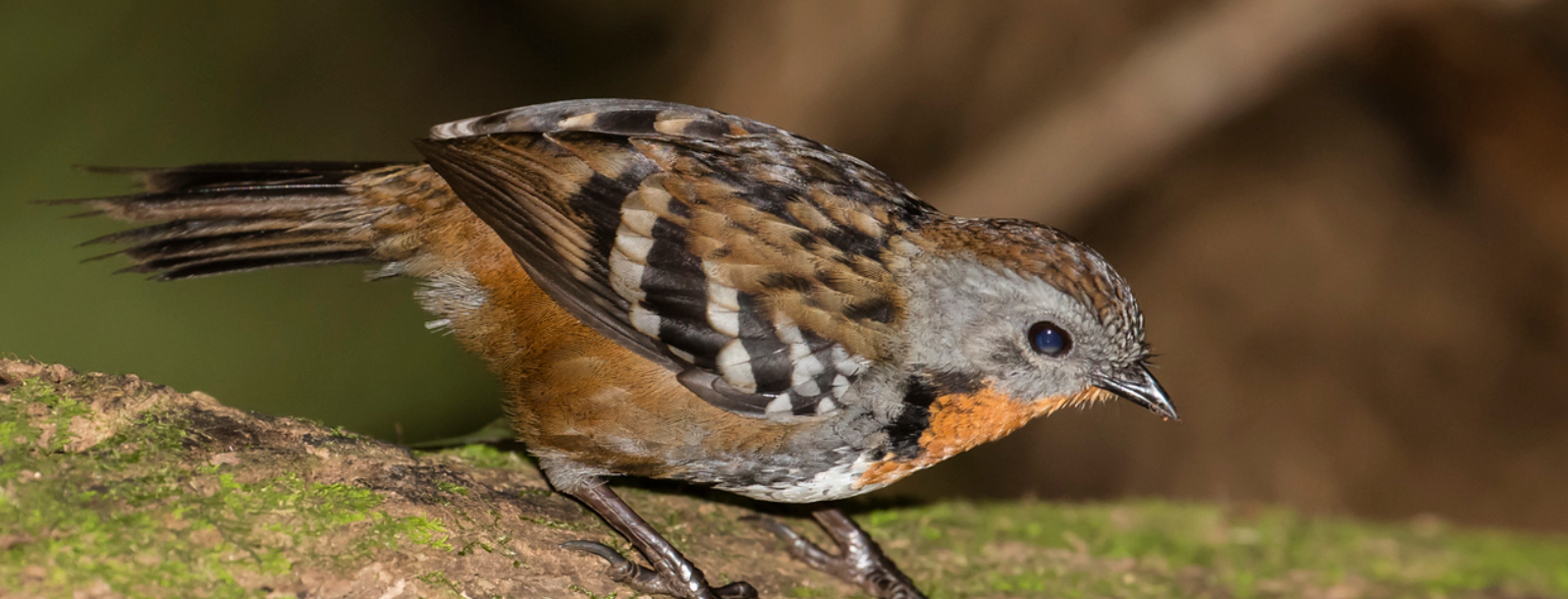 Log runner on a mossy log, facing right and ducking its head down in launch position as if its about to fly off