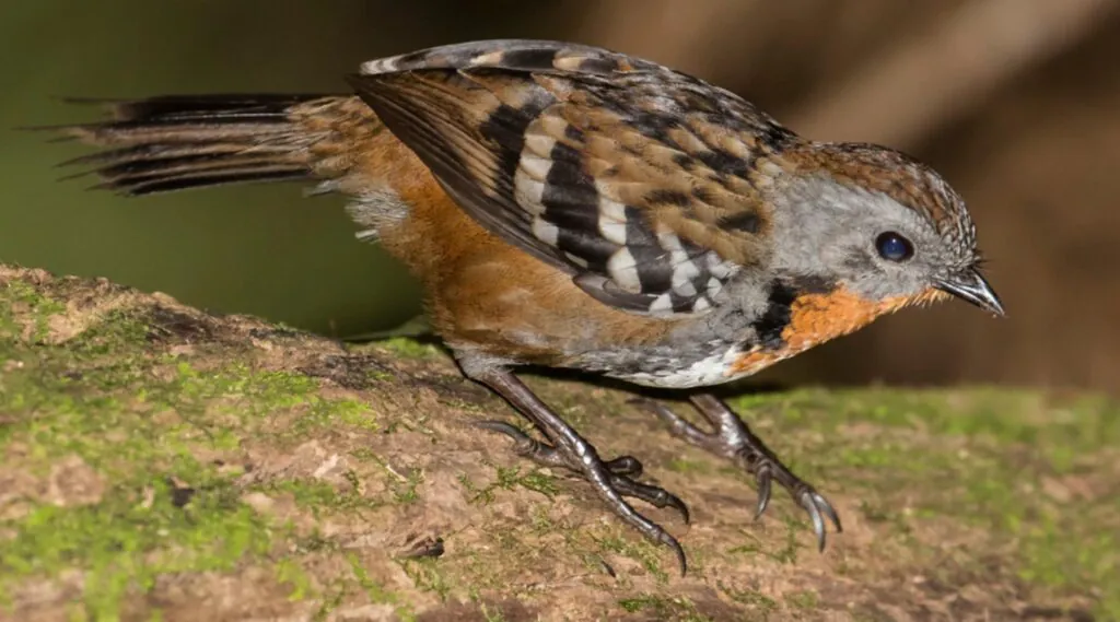 Australian Logrunner - BirdLife Australia