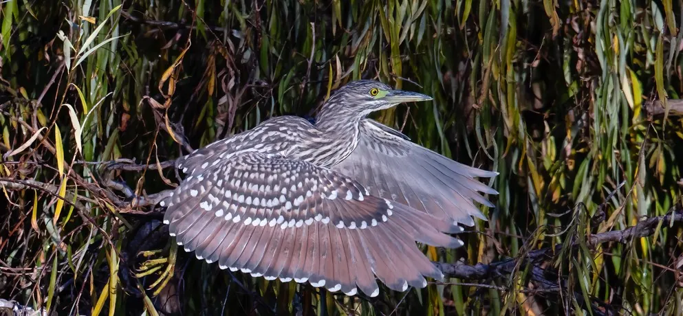 Nankeen Night-Heron in flight