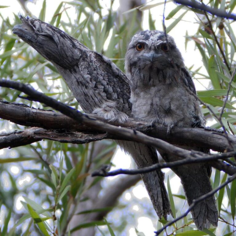 20250813 Peninsula Link Trail Mt Eliza Outing - Birdlife Australia