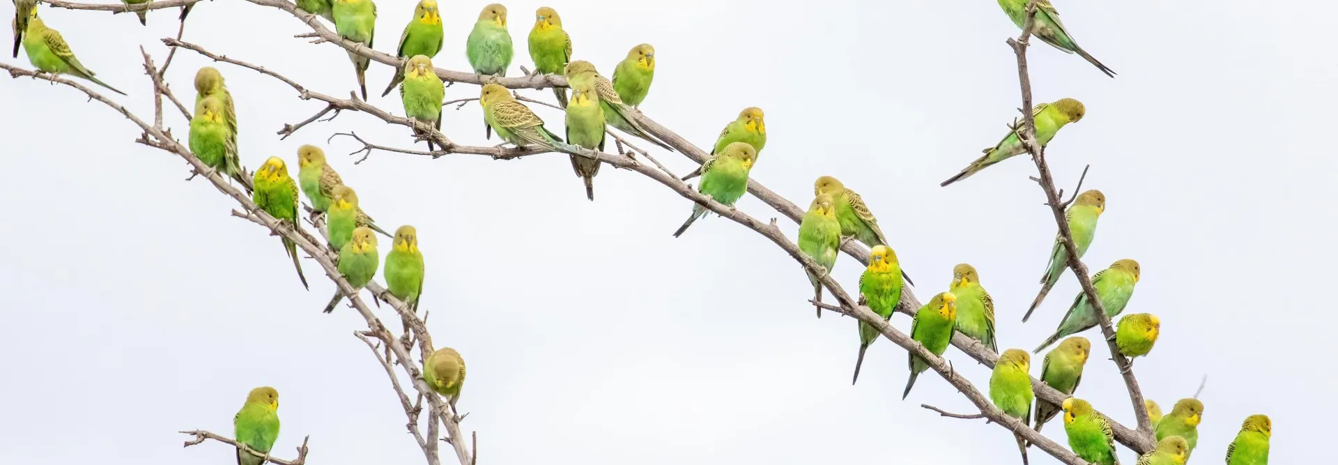 Large flock of budgies sitting along several branches, probably 30-50 birds lined up next to one another