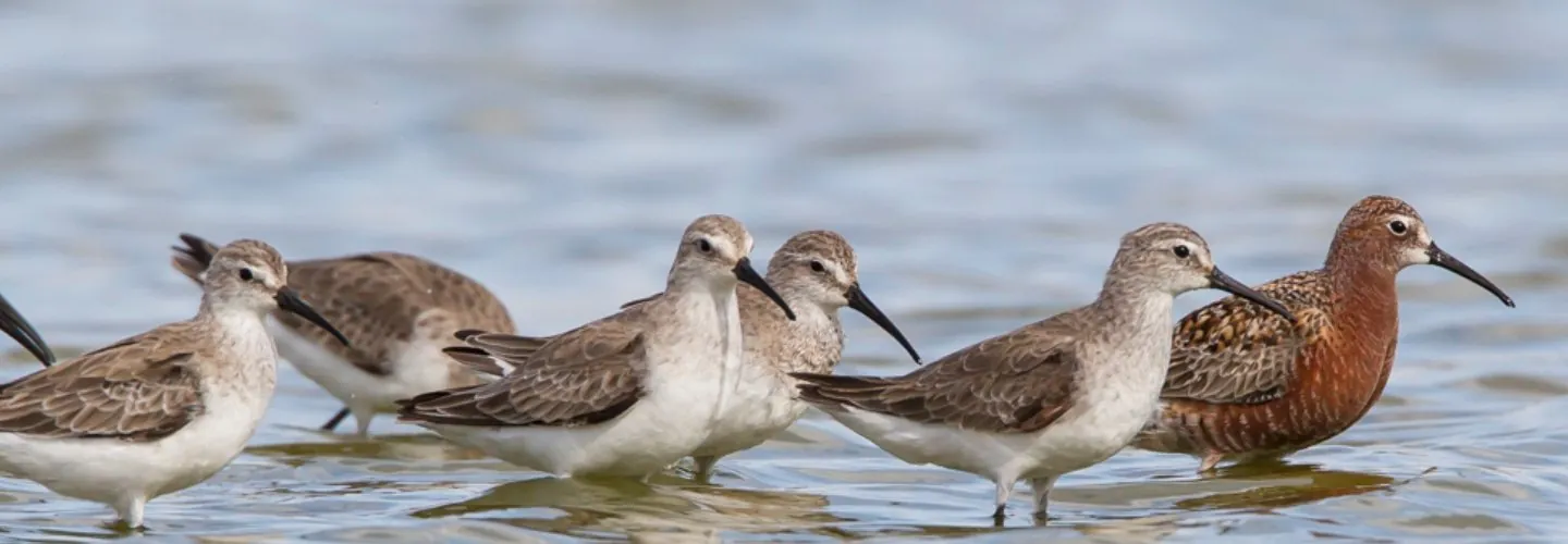 A group of Curlew Sandpiper standing in the water, one in breeding plumage at the front. They are all facing to the right, most of them looking right.