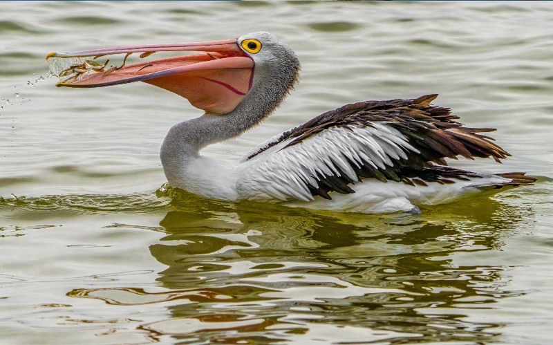 A pelican catching small fish near the lakes edge. 