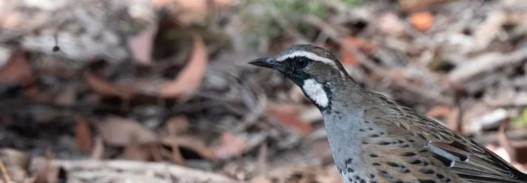 Spotted-Quail thrush on the ground, surrounded by leaf litter. Head our stretched facing and looking left