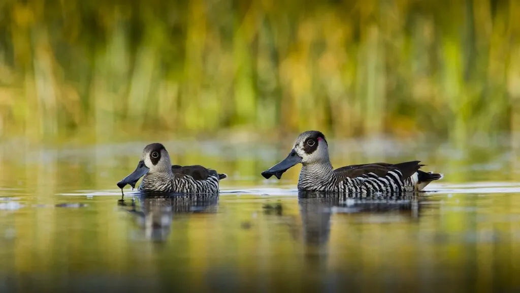 Two pink-eared ducks swiming in a body of water, the background is yellow which is reflecting in the water and giving off a yellow hue to the whole image