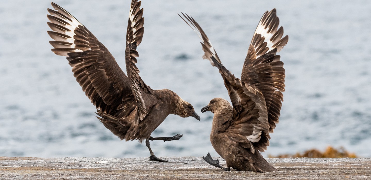 The non-breeding behaviour of Brown Skuas (Stercorarius antarcticus lonnbergi) from the Chatham Islands, Aotearoa/New Zealand is described by quantifying primary feather moult and stable isotope analyses of tail feathers; see Schultz et al. pp 49–59. Photo credit: Edin A. Whitehead, University of Auckland