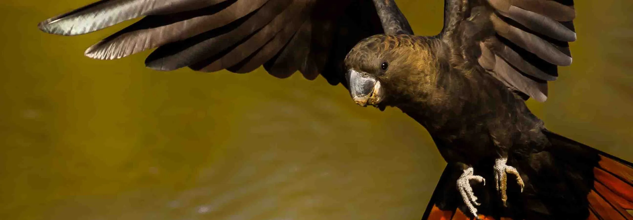 Glossy Black Cockatoo flying over greenish water body, wings outstretched to the side, angle face on front of bird