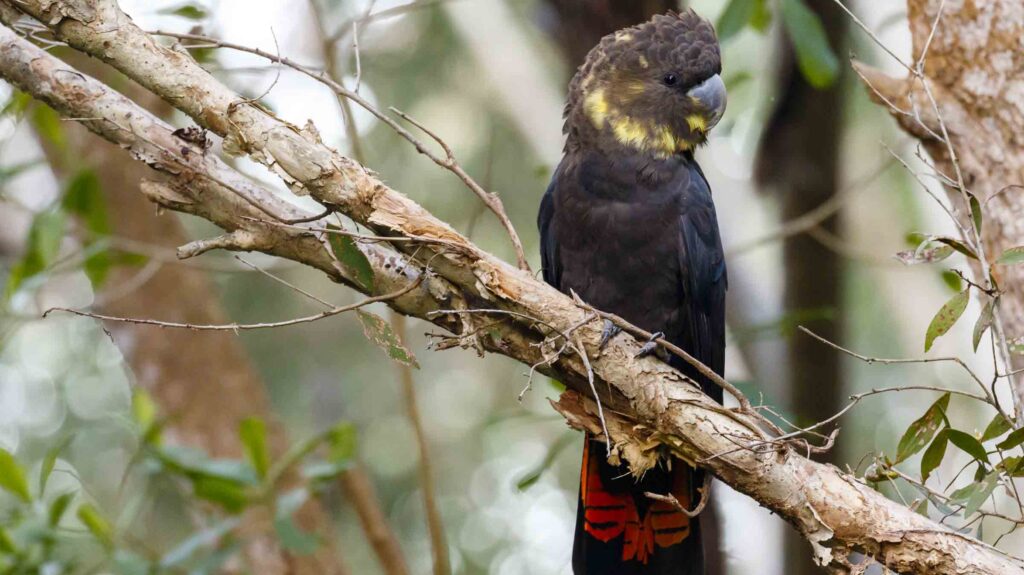 Glossy Black Cockatoo sitting on diagonal branch, bird facing forward but looking off to the right.