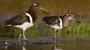 Two painted snipes facing and looking right, brown dirt and sparse reeds surrounding