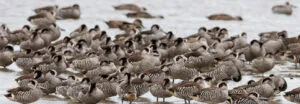 Flock of Pink-eared Ducks on a body water, mostly sitting