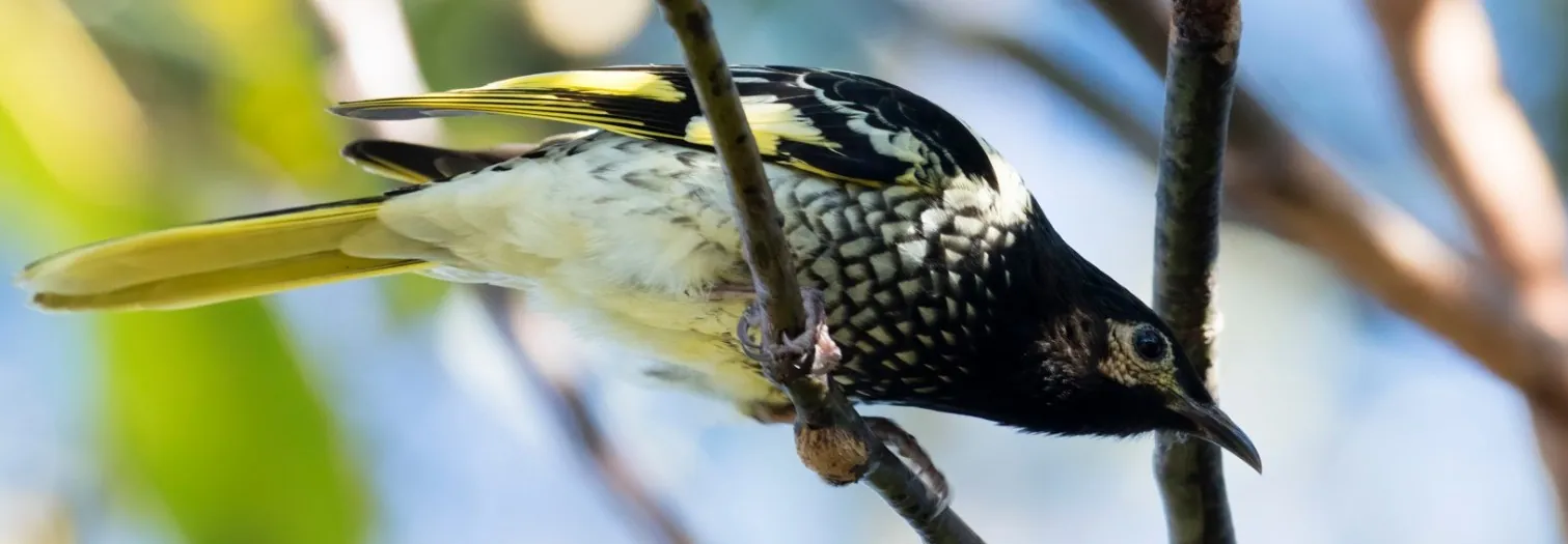 Regent Honeyeater in tree