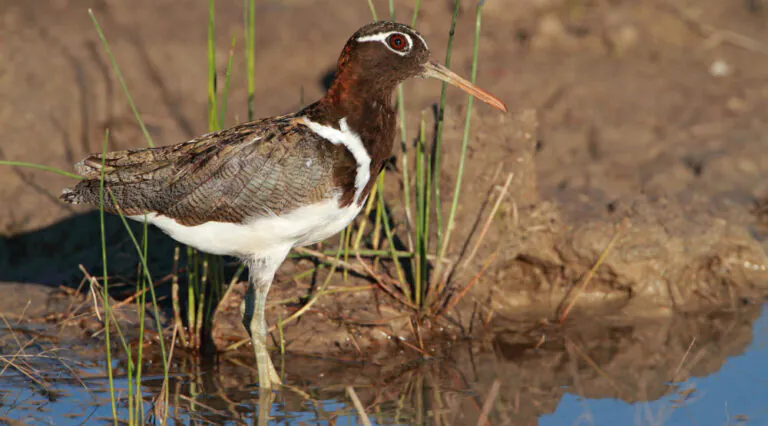 Australian Painted-Snipe - BirdLife Australia