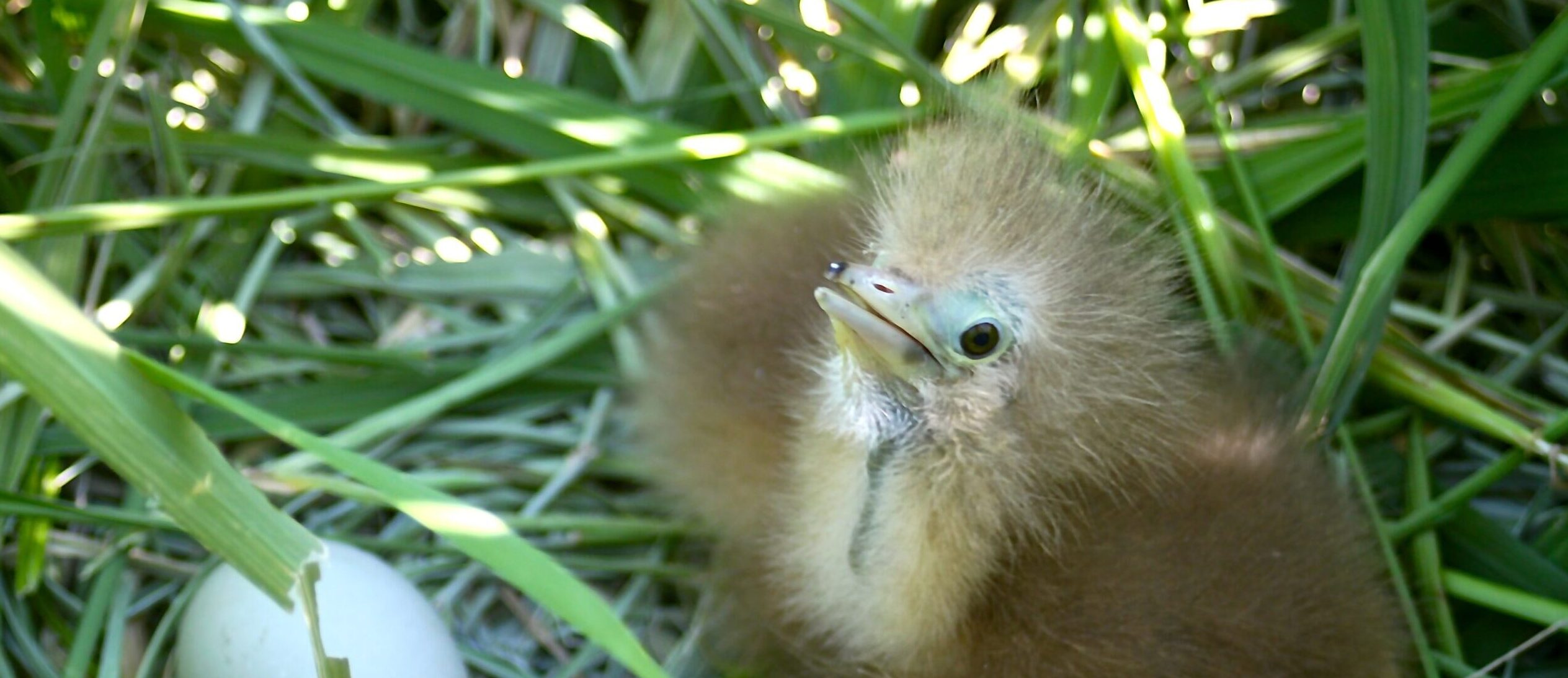 Bittern Chick