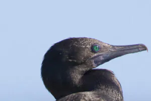 Little Black Cormorant facing and looking right