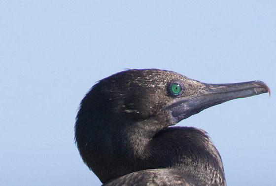 Little Black Cormorant facing and looking right