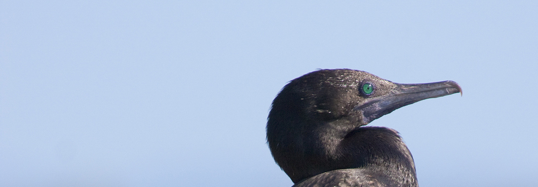 Little Black Cormorant facing and looking right