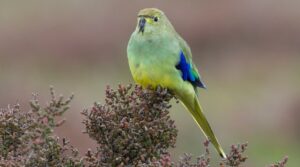 Blue-winged Parrot sitting on some foliage, looking and facing forward