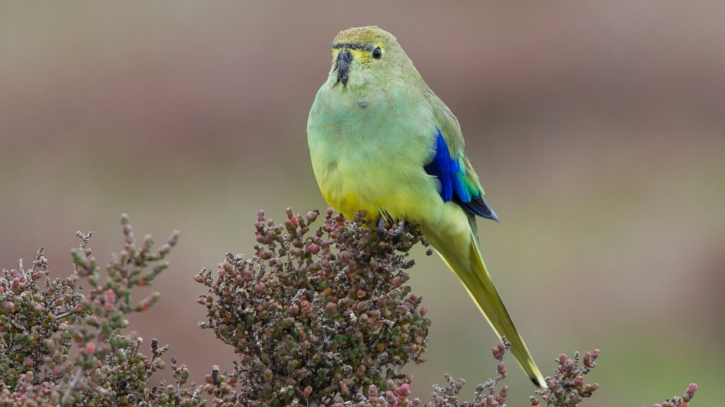 Blue-winged Parrot sitting on some foliage, looking and facing forward