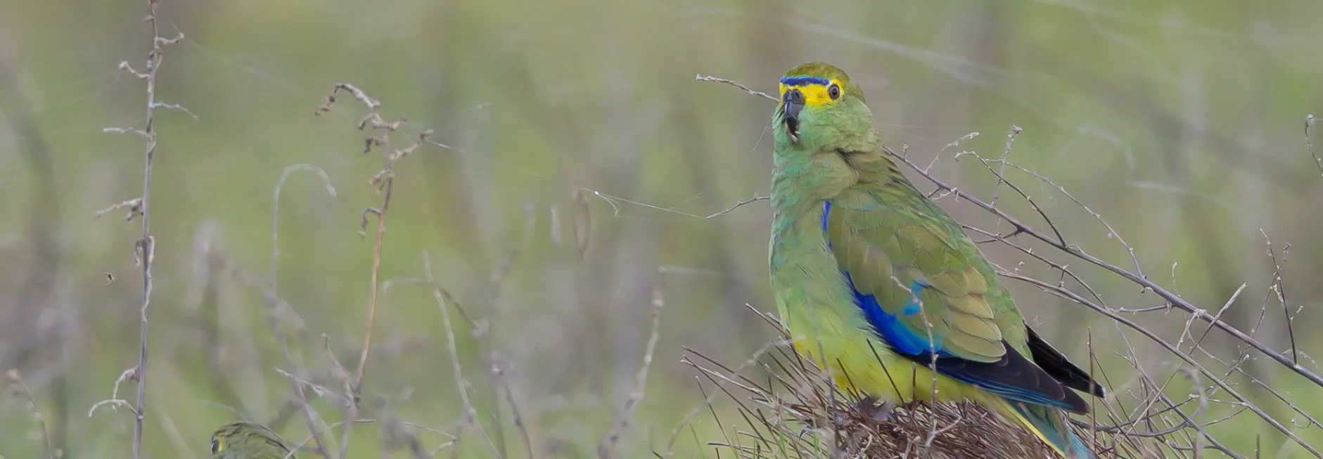 Blue-winged Parrot sitting on a straw like nest among a grassland habitat, the bird is facing left, but head is facing forward