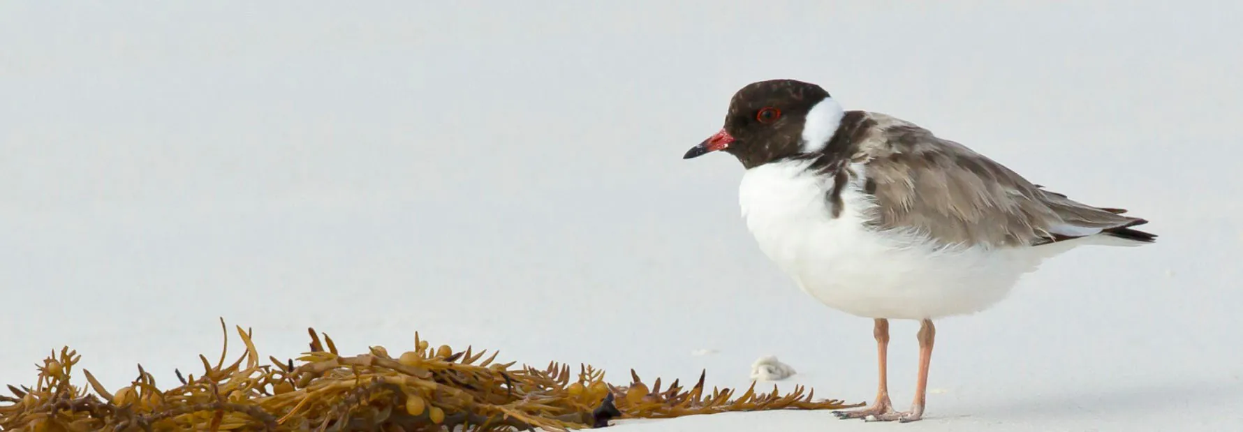 Hooded plover on sand looking and facing left