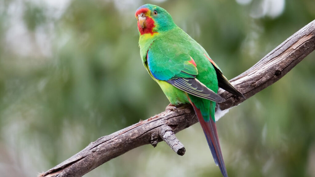 Critically endangered Swift parrot perched on branch
