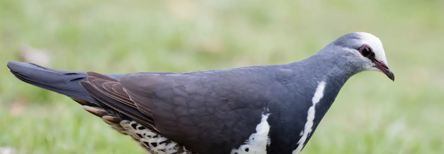 Wonga Pigeon in the grass, facing and looking right