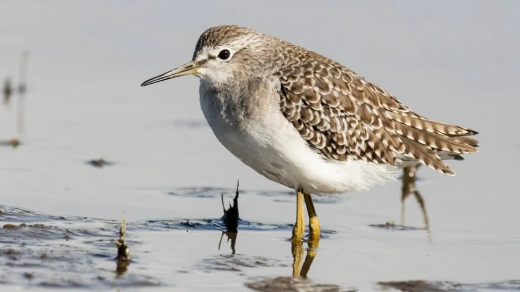 Wood Sandpiper looking left in water