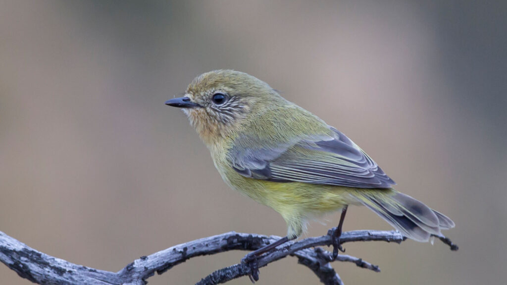 Yellow Thornbil sitting on a branch, looking and facing left, blurred background