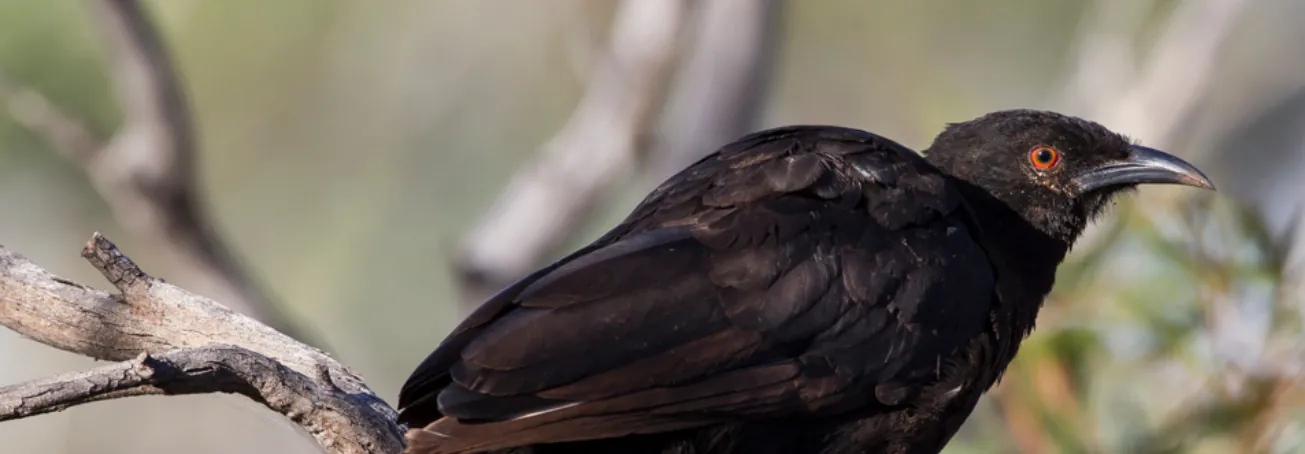 Chough looking right