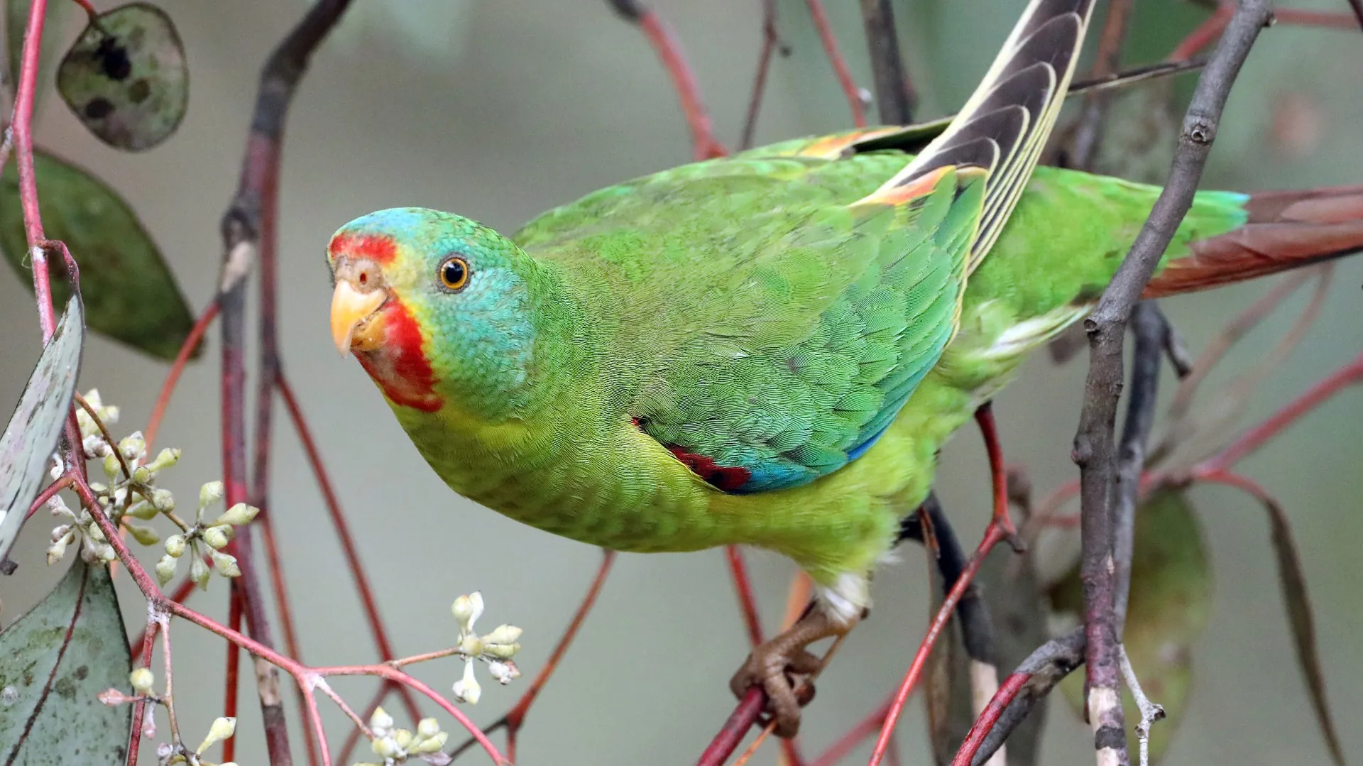 Swift Parrot Identification Guide Birdlife Australia