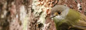 Pale-yellow Robin sitting in a tree looking left