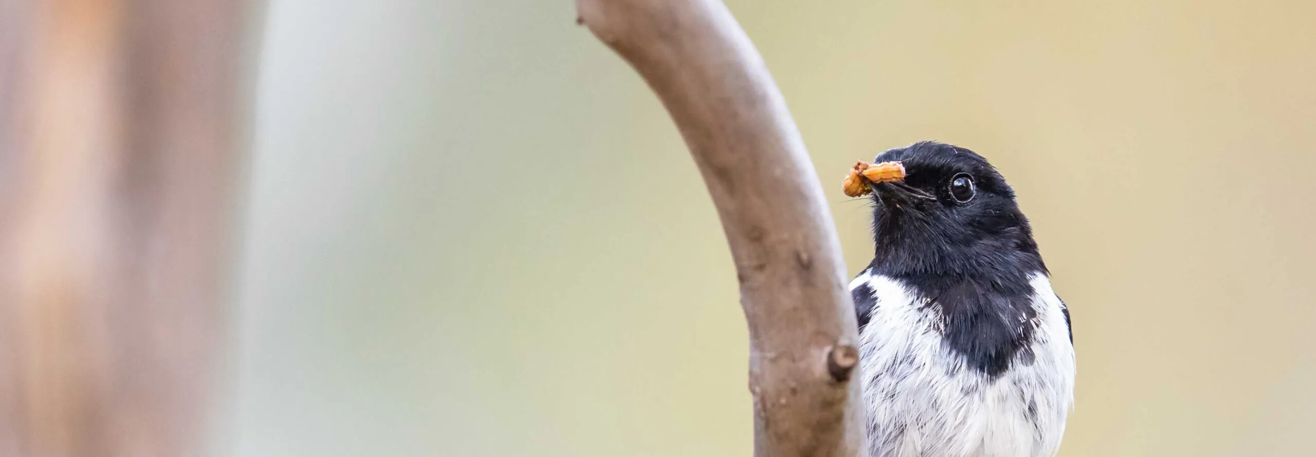 Hooded Robin sitting on a branch with worm in its mouth