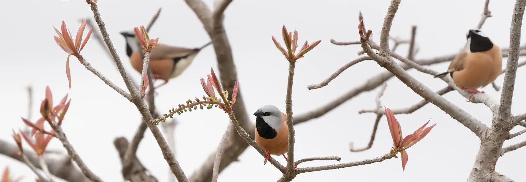 Three Black-throated FInches sitting on a bare tree