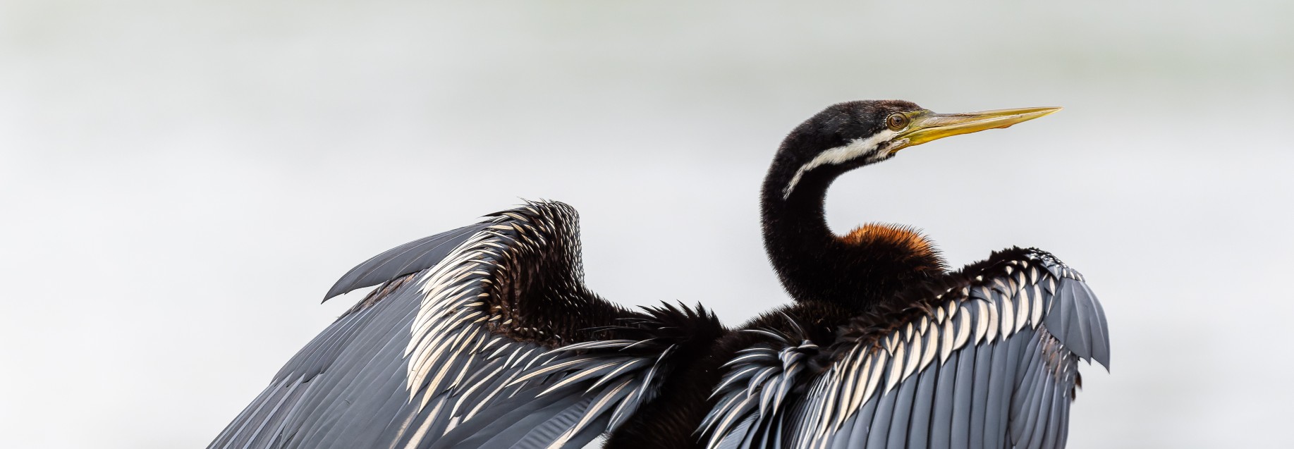 Darter drying its wings, looking and facing right